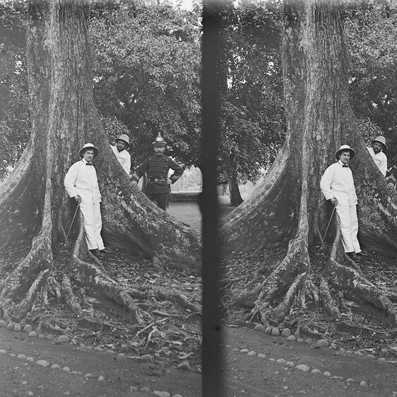 «Buitenzorg, Botanischer Garten, Sterculia mit Pernod/Bretterwurzeln». Stereo-Fotografie von Carl Schröter, 1898.