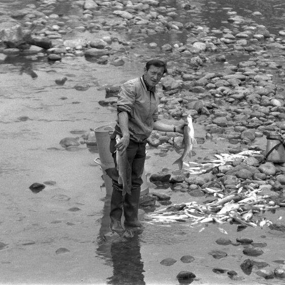 Fischsterben an der oberen Sihl, 1971.