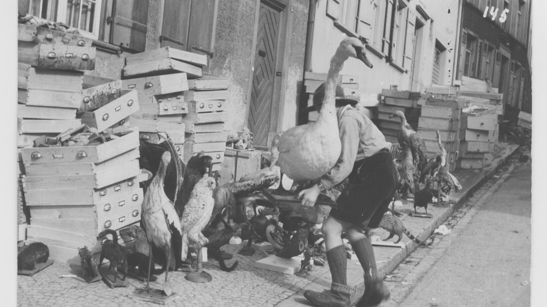 Evakuierte Exponate des zerstörten Naturhistorischen Museums in Schaffhausen, April 1944 | © Stadtarchiv Schaffhausen 